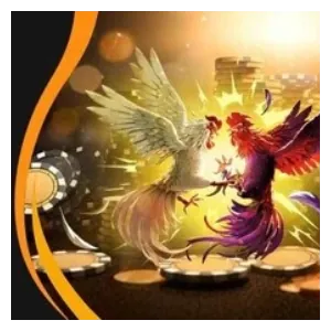 Đá gà cựa sắt kịch tính